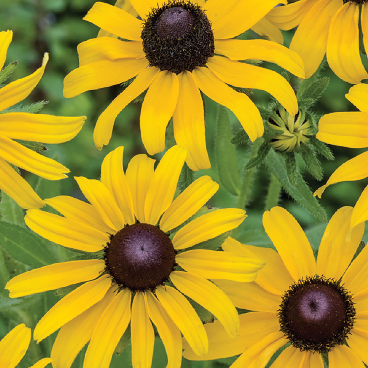 An image showing the bright yellow blooms of Black-Eyed Susan with a dark brown center, surrounded by green leaves.